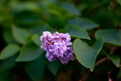 Close-up of purple flowers