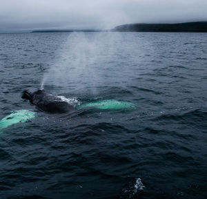 Close view of a humpback whale, near holmavik, iceland.