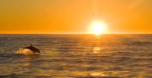 Silhouette bird swimming in sea against orange sky