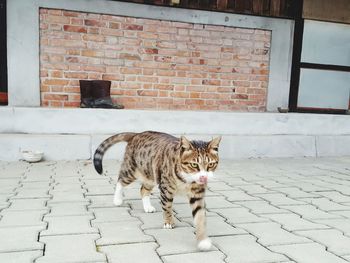 Cat on brick wall