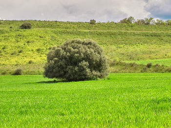 Scenic view of field against sky