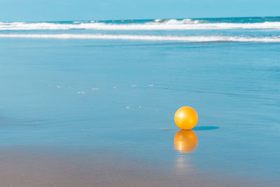 Jellyfish in sea against sky