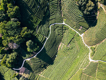 Aerial view of agricultural field