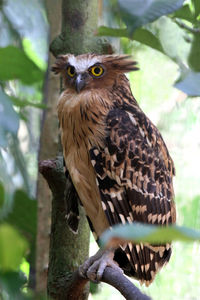 Close-up of owl perching on branch