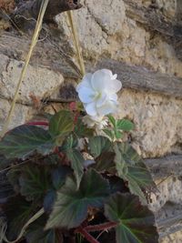 Close-up of white flowering plant against wall