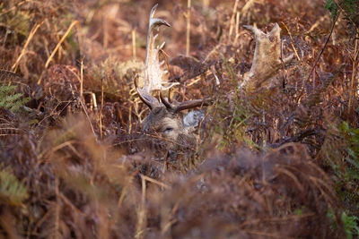 Portrait of deer in a field