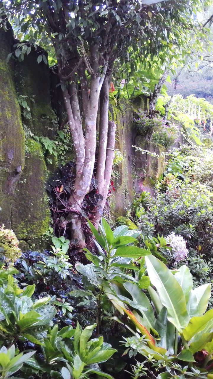 growth, plant, tree, leaf, green color, nature, forest, beauty in nature, growing, tranquility, tree trunk, freshness, rock - object, flower, branch, close-up, outdoors, day, moss, green