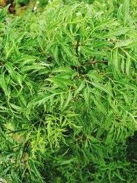 High angle view of plants growing on field