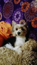 Portrait of dog on bed