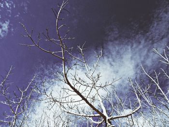 Low angle view of bare trees against sky