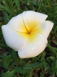 Close-up of fresh flower