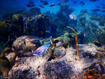 Fish swimming in sea