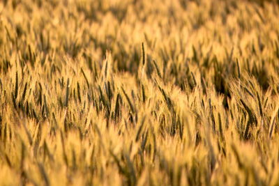 Full frame shot of wheat field