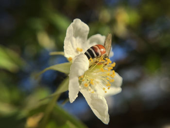 Close-up of honey bee on flower