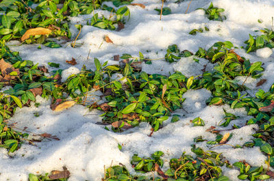 High angle view of frozen plants on land