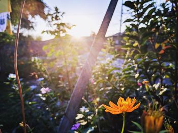 Close-up of flowering plant against bright sun