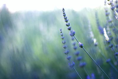 Close-up of flowering plant against blurred background