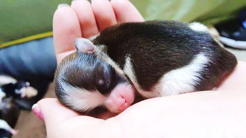 Close-up of hand holding dog