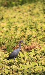 High angle view of gray heron perching on plant