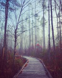 Trees in forest against sky