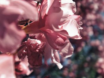 Close-up of pink cherry blossoms