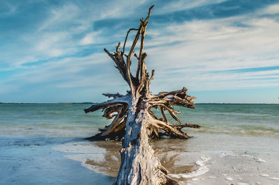 Driftwood on beach against sky