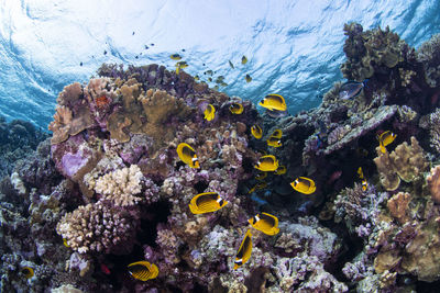 School of fish swimming in sea