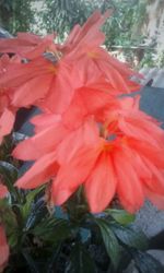 Close-up of red hibiscus blooming outdoors