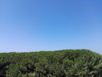 Scenic view of trees against clear blue sky