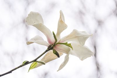 Close-up of white flowering plant