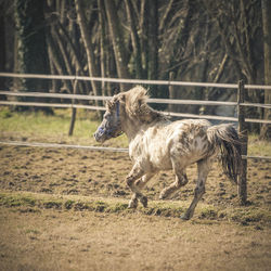 Pony running in paddock