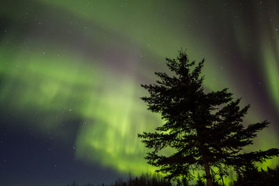 Pine tree against sky at night