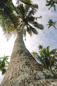 Low angle view of palm trees