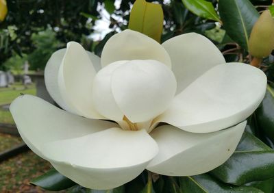 Close-up of white flowers blooming outdoors