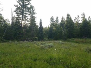 Scenic view of grassy field against cloudy sky