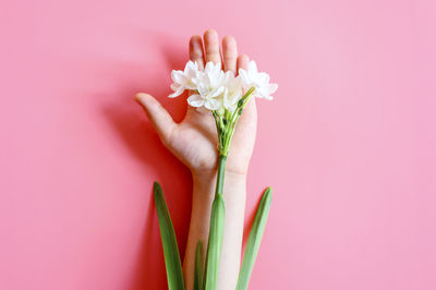 Close-up of hand holding pink flower over white background