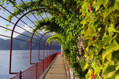 Narrow walkway along trees