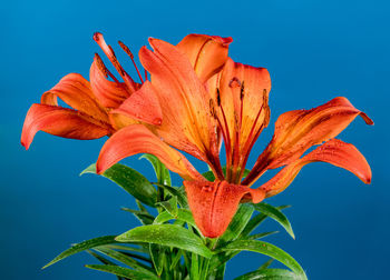 Close-up of red flower against blue sky