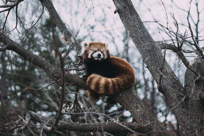 Red panda on tree