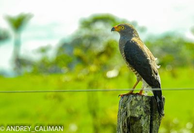 Bird perching on wooden post