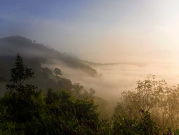 Scenic view of trees against sky during foggy weather