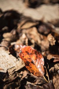 Close-up of autumn leaf