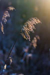 Close-up of dried plant