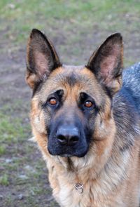 Close-up portrait of dog on field