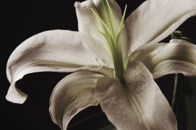 Close-up of white flowers over black background