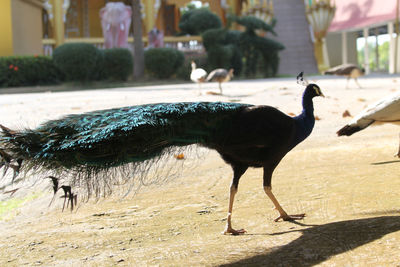 Side view of a bird