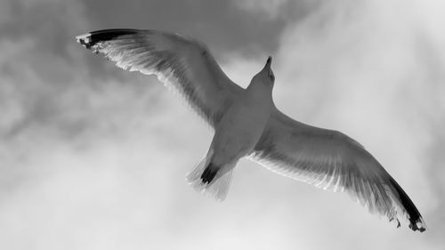 Low angle view of seagull flying in sky