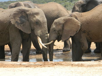 Elephant on stone wall