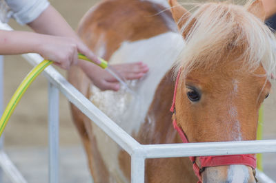 Close-up of woman bathing horse