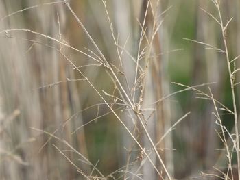 Close-up of crops growing on field
